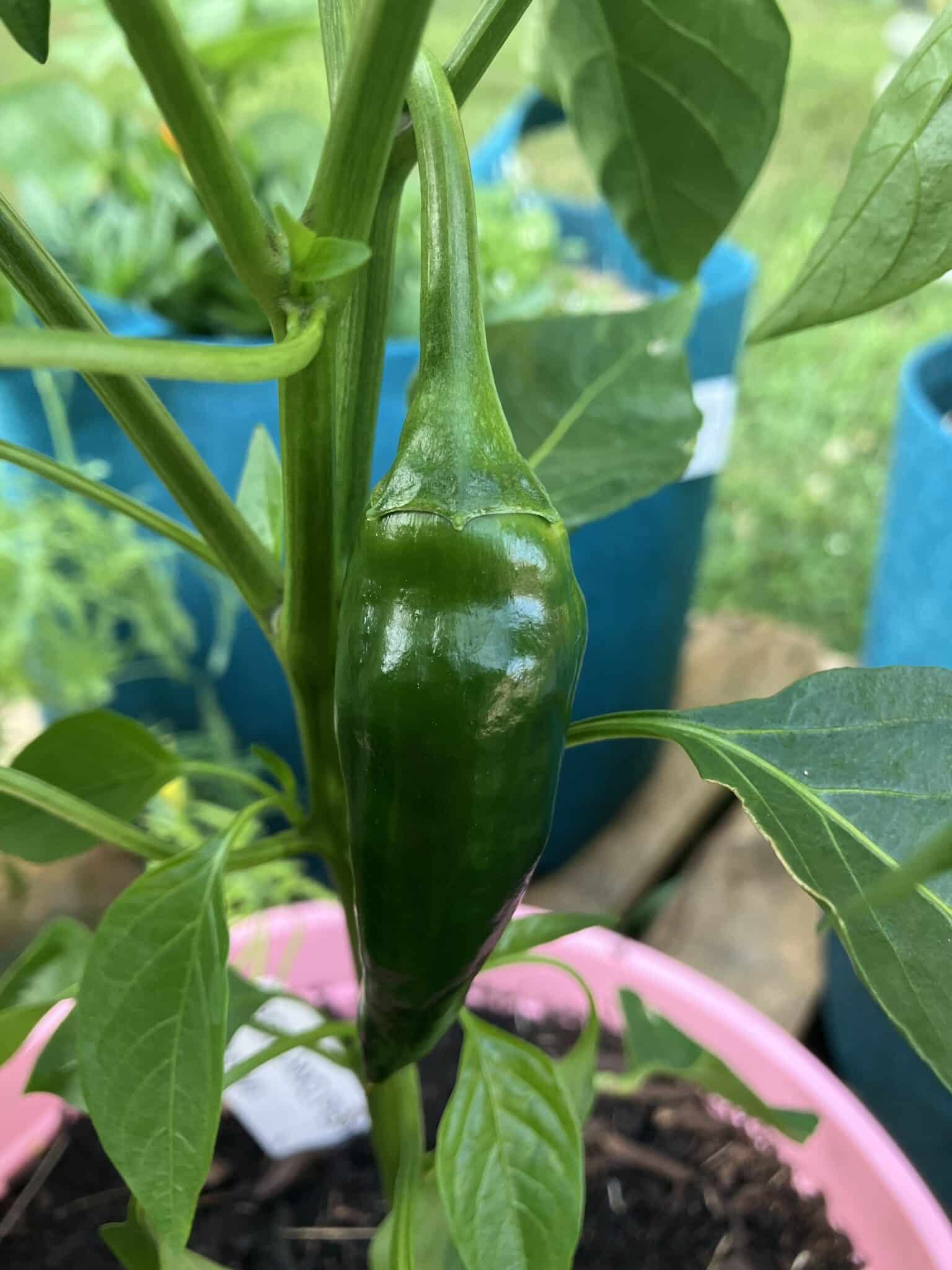 therapeutic gardening